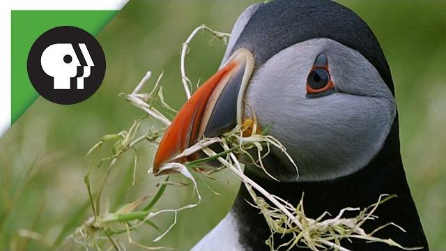 Puffins pick the perfect home Puffins pick the perfect home