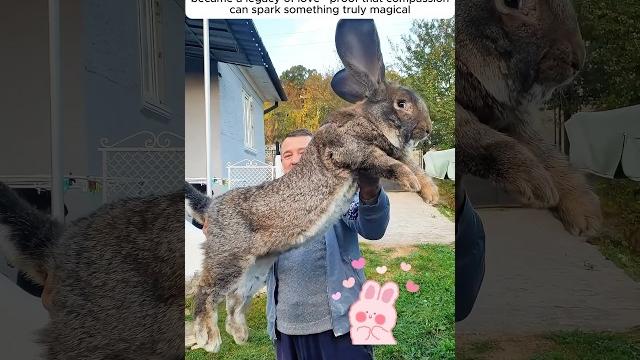 A kind man found a baby rabbit all alone by the road and adopted it #rabbit #animals #shorts A kind man found a baby rabbit all alone by the road and adopted it #rabbit #animals #shorts