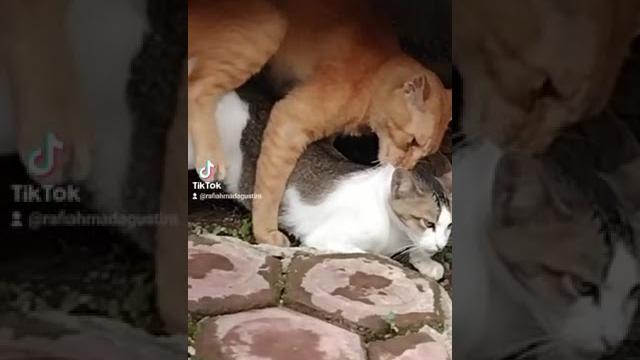 Video bokep viral Video bokep viral