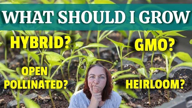 Heirloom vs open pollinated vs hybrid seeds Heirloom vs open pollinated vs hybrid seeds