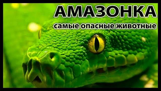 Самые опасные животные амазонии Самые опасные животные амазонии