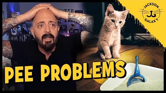 Why does your cat pee out of the litter box? Why does your cat pee out of the litter box?