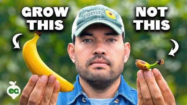 Watch this before you grow bananas Watch this before you grow bananas