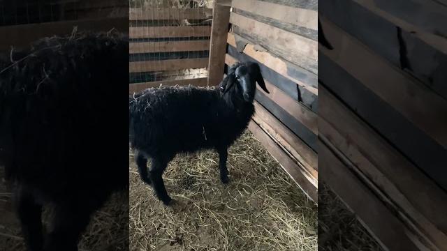 Эдильбаевский ягненок Эдильбаевский ягненок