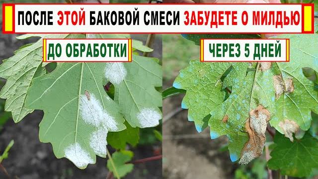 Эта баковая смесь расправляется с милдью винограда за 1 день. мгновенный стоп эффект. мфк+фунгицид! Эта баковая смесь расправляется с милдью винограда за 1 день. мгновенный стоп эффект. мфк+фунгицид!