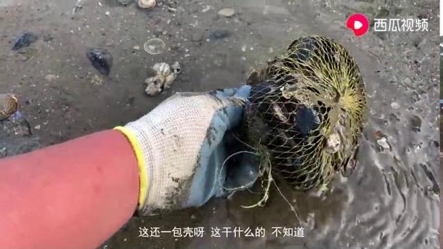 今天赶海捡到了好多海星,海胆,大海螺壳,统统拿回家当饰品 今天赶海捡到了好多海星,海胆,大海螺壳,统统拿回家当饰品