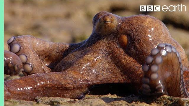 Extraordinary octopus takes to land | the hunt | bbc earth Extraordinary octopus takes to land | the hunt | bbc earth