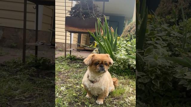 Собачка не слушается маму #шортс Собачка не слушается маму #шортс