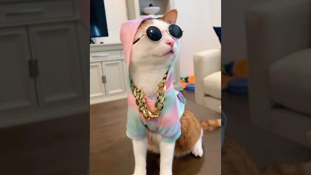 Dj looks #viral #youtube #trendingshorts #pets #meow #cat #dj Dj looks #viral #youtube #trendingshorts #pets #meow #cat #dj