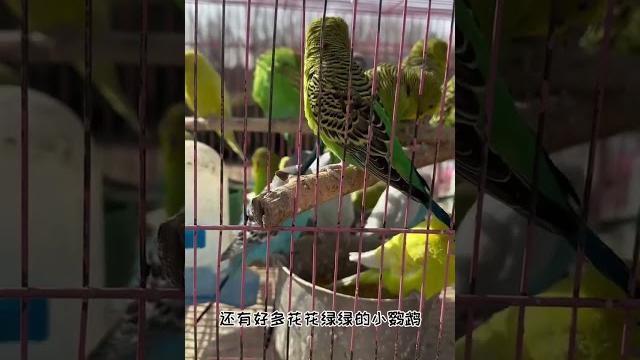 【喵可酱】今天出去玩~ 【喵可酱】今天出去玩~