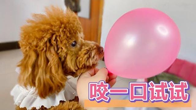 【我要上热门】胆小鬼蜕变只在一瞬间!狗狗:这是什么鬼!战胜它 【我要上热门】胆小鬼蜕变只在一瞬间!狗狗:这是什么鬼!战胜它