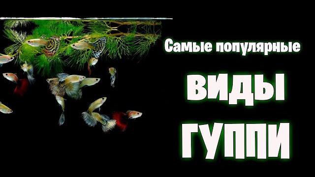 Самые популярные виды гуппи - аквариумистика Самые популярные виды гуппи - аквариумистика