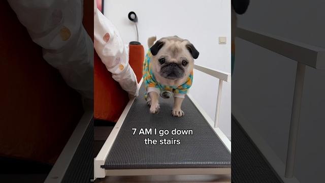A very busy morning in loulou’s life (song by the holderness fam) #pug #dog #shorts A very busy morning in loulou’s life (song by the holderness fam) #pug #dog #shorts