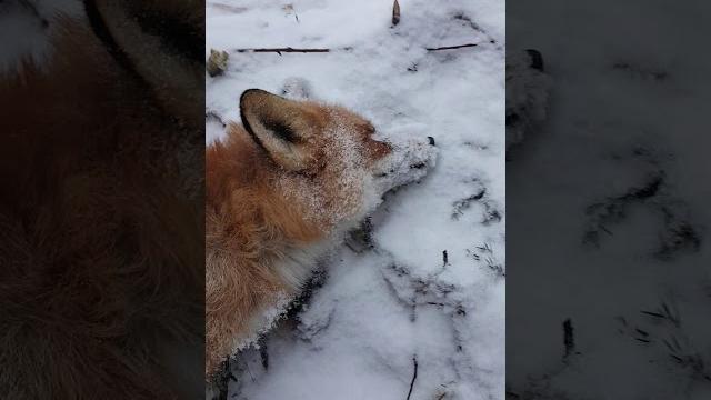 Лисичка в петлю на волка. Лисичка в петлю на волка.