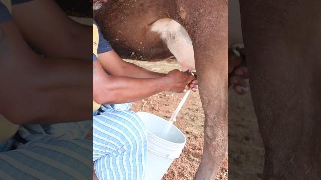 Cow milking by hands Cow milking by hands