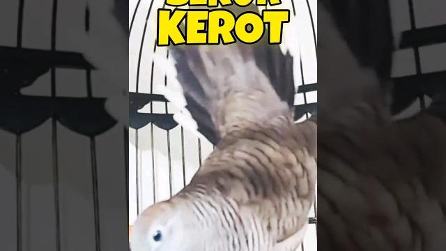 Suara perkutut bekur & kerot memanggil lawan ‼️ Suara perkutut bekur & kerot memanggil lawan ‼️
