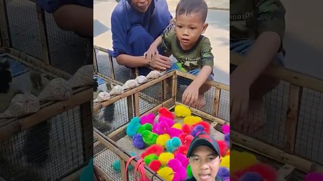 Mau beli ayam warna warni apa anak bebek‼️ Mau beli ayam warna warni apa anak bebek‼️