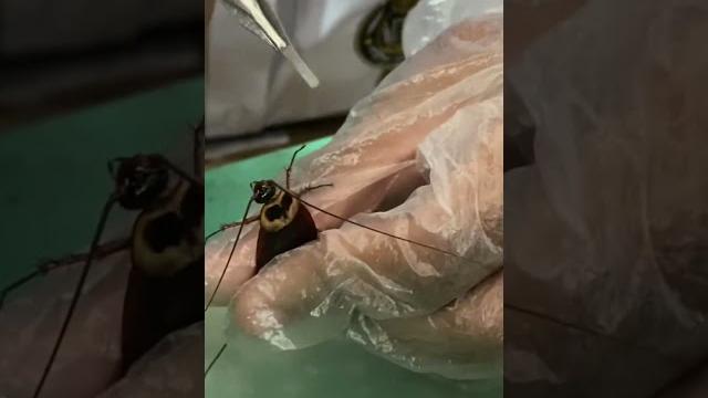 College student doing practical of an insect’s | biology practical |voice ahnaf | hsc 2022 | gcc College student doing practical of an insect’s | biology practical |voice ahnaf | hsc 2022 | gcc