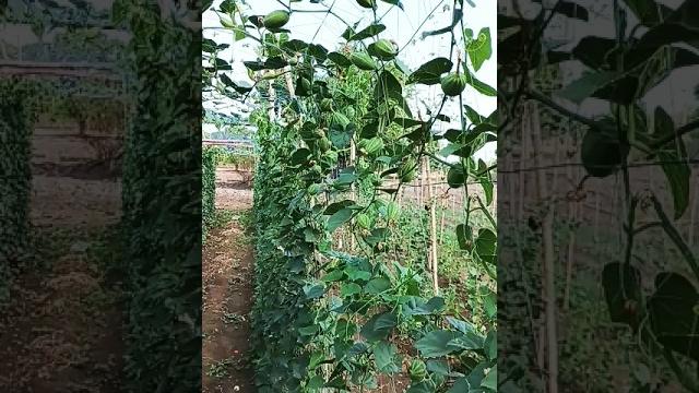 Parwal ka kheti pointed gourd farming #parwal_recipe #pointedgourd #parwalcurry #kisan #farming Parwal ka kheti pointed gourd farming #parwal_recipe #pointedgourd #parwalcurry #kisan #farming