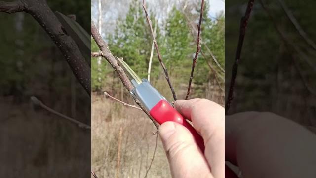 Как обрезать яблоню весной ️ #обрезка #сад #яблоня Как обрезать яблоню весной ️ #обрезка #сад #яблоня