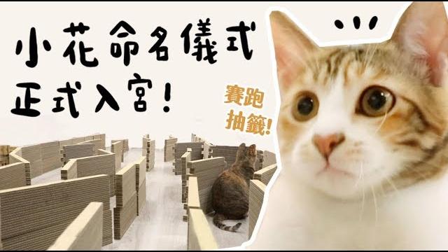 【黃阿瑪的後宮生活】小花命名儀式!正式入宮! 【黃阿瑪的後宮生活】小花命名儀式!正式入宮!
