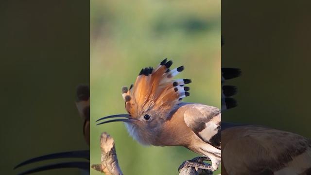 Hoopoe dancer #natgeo #wildlife #aiscream Hoopoe dancer #natgeo #wildlife #aiscream