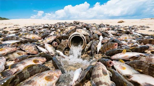 Chapter going to the sea and encountering a grouper running wildly! catch the fish with bare hands Chapter going to the sea and encountering a grouper running wildly! catch the fish with bare hands