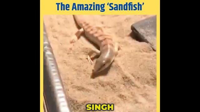 The sandfish skink’s secret life ! inde news The sandfish skink’s secret life ! inde news