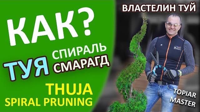 Спираль из туи смарагд | @lord_of_garden_belarus | топиар ниваки |thuja | минск | беларусь | Спираль из туи смарагд | @lord_of_garden_belarus | топиар ниваки |thuja | минск | беларусь |