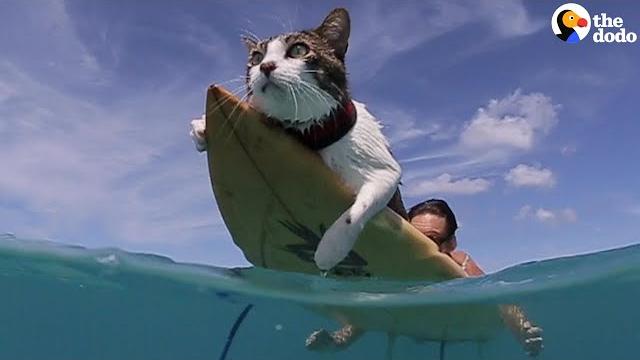 This hawaiian cat loves surfing with his parents | the dodo This hawaiian cat loves surfing with his parents | the dodo