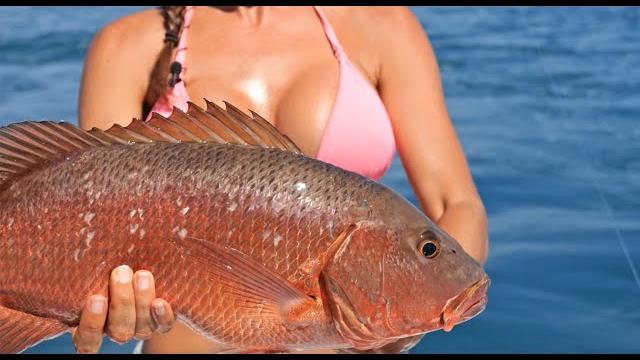 Cubera snapper Cubera snapper