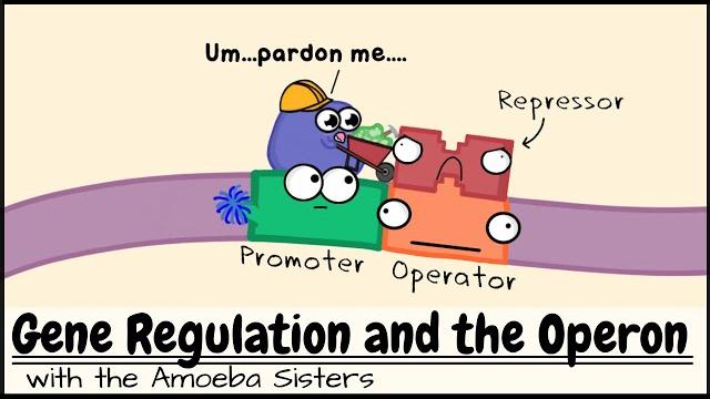 Gene regulation and the operon Gene regulation and the operon