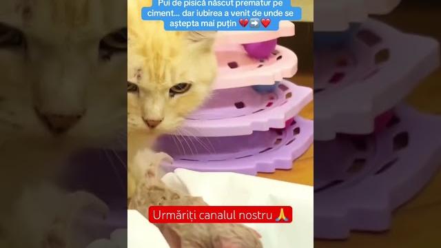 #pisoi prematur #salvat și adoptat de o #pisică de la adăpost | poveste emoționantă reală #pisici #pisoi prematur #salvat și adoptat de o #pisică de la adăpost | poveste emoționantă reală #pisici