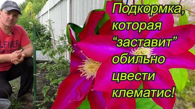 Как усыпать клематис яркими цветами. подкормка и уход. Как усыпать клематис яркими цветами. подкормка и уход.