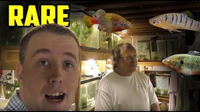 Amazing fish room tour - so many rare fish! Amazing fish room tour - so many rare fish!