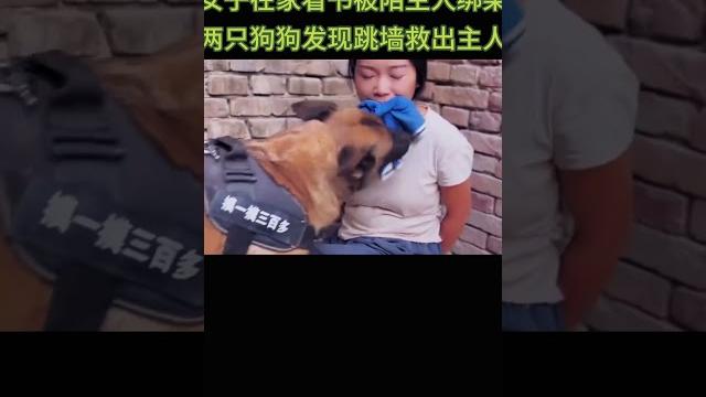 女子在家看书被陌生人绑架,狗狗发现后跳墙救出主人 女子在家看书被陌生人绑架,狗狗发现后跳墙救出主人