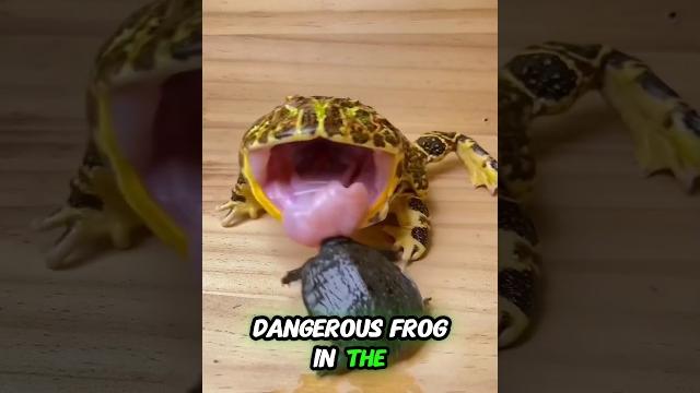 This is the most dangerous frog in the world This is the most dangerous frog in the world