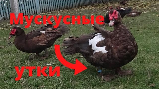 Мускусные утки тяжёлой линии селекция мускусных уток немецкие мускусные утки индоутки сельскаяжизнь Мускусные утки тяжёлой линии селекция мускусных уток немецкие мускусные утки индоутки сельскаяжизнь