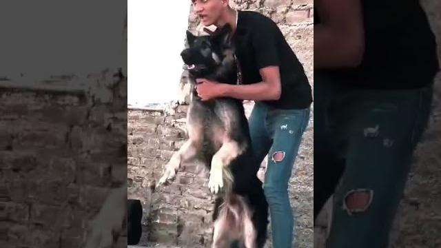 اصل المصرين بيخلفو اسود مش خرفان️ اصل المصرين بيخلفو اسود مش خرفان️