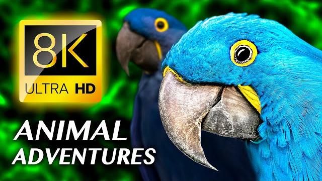 Animal adventures: the amazing animal kingdom 8k video ultra hd #8k Animal adventures: the amazing animal kingdom 8k video ultra hd #8k