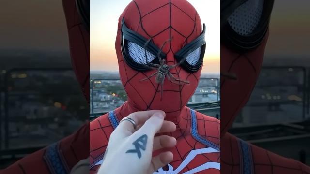 #spiderman #marvel #cosplay #spidey #spider #snake #cobra #dance #tranding #shortvideo #spider #spiderman #marvel #cosplay #spidey #spider #snake #cobra #dance #tranding #shortvideo #spider