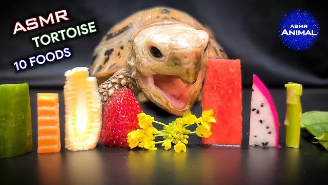 Asmr mukbang eating 10 foods turtle tortoise 142 Asmr mukbang eating 10 foods turtle tortoise 142