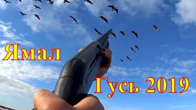 Весенняя охота на ямале. гусь 2019 Весенняя охота на ямале. гусь 2019