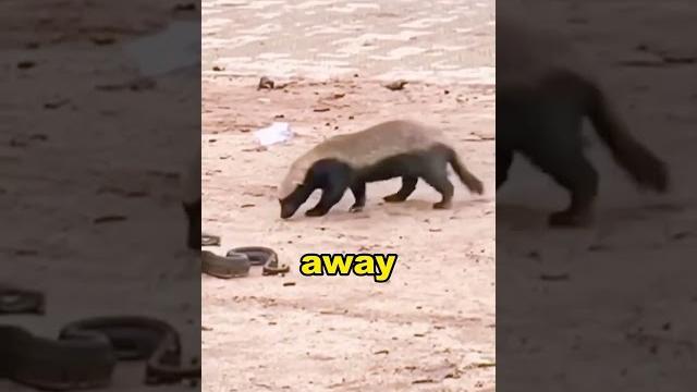 Honey badger: nature’s most fearless animal! #shorts Honey badger: nature’s most fearless animal! #shorts