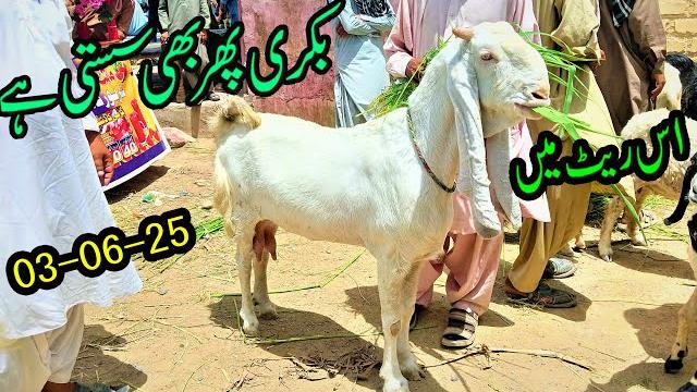 Cheap goats for sale | bakra mandi 2025 | goat market update | by nadir winder #03072287700 Cheap goats for sale | bakra mandi 2025 | goat market update | by nadir winder #03072287700