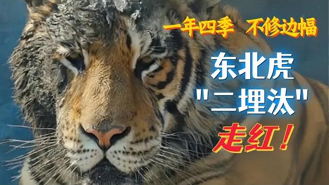 网红东北虎“二埋汰”,一年四季不修边幅走红网络,没想到家里还有个“大埋汰” 网红东北虎“二埋汰”,一年四季不修边幅走红网络,没想到家里还有个“大埋汰”