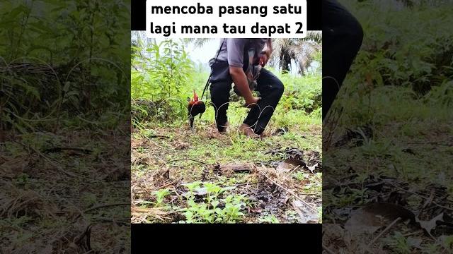 Mana tau dapat 2 #mikatayamhutan Mana tau dapat 2 #mikatayamhutan