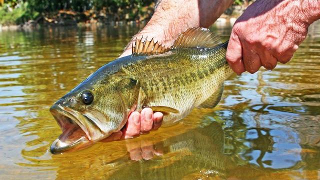 3 hours of epic freshwater fishing! 3 hours of epic freshwater fishing!