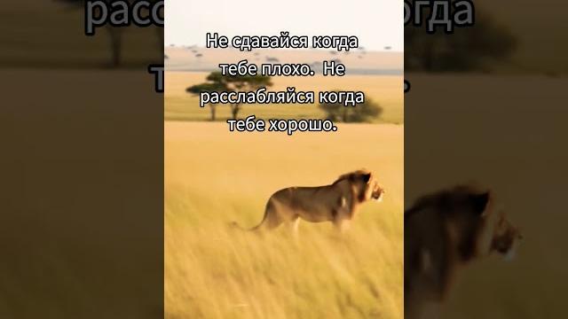 Не сдавайся Не сдавайся