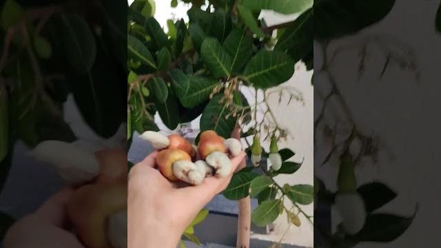 Kaju ka tree / cashew nuts tree in home garden #shorts #viralvideo #kaju #cashewnut #garden Kaju ka tree / cashew nuts tree in home garden #shorts #viralvideo #kaju #cashewnut #garden